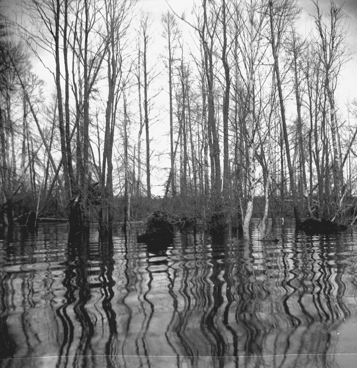 Затопленные леса. Фото из фототеки Дарвинского заповедника.