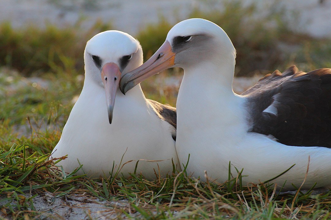 Уиздом и Акеакамай в 2015 году. Фото: USFWS - Pacific Region – WisdomLove 11.21.2015 Kiah Walker, Volné dílo