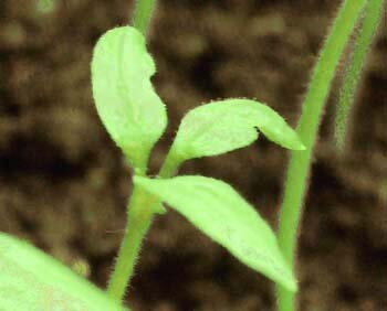 "Счастливый" трехлистный томат