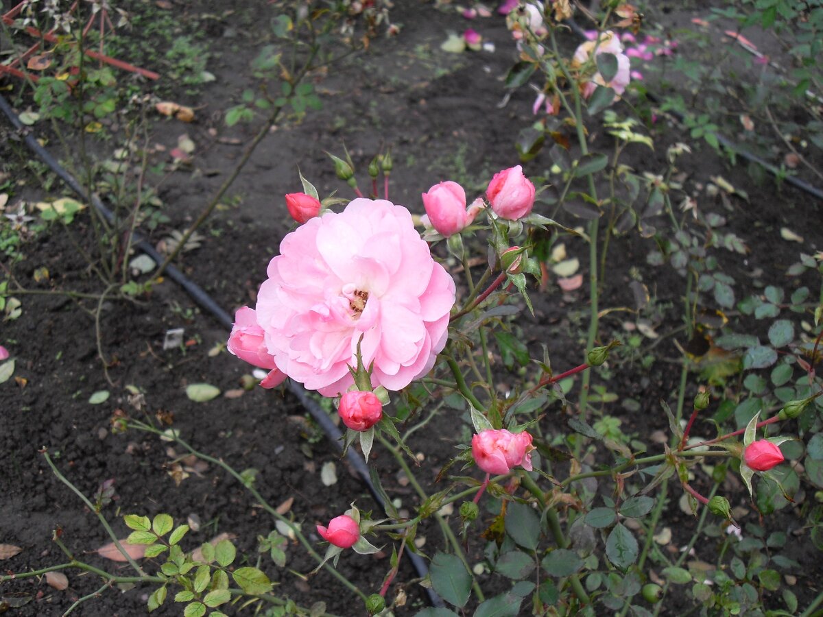 осеннее цветение Bonica 