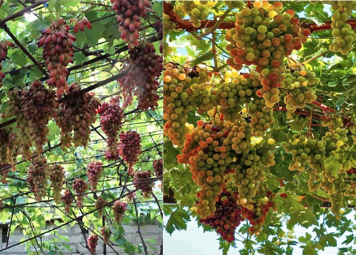 Лучший виноград для подмосковья. Виноград Кримсон. Виноград Crimson seedless. Белорусский виноград. Виноградники в Белоруссии.