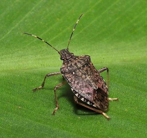 Мраморный клоп