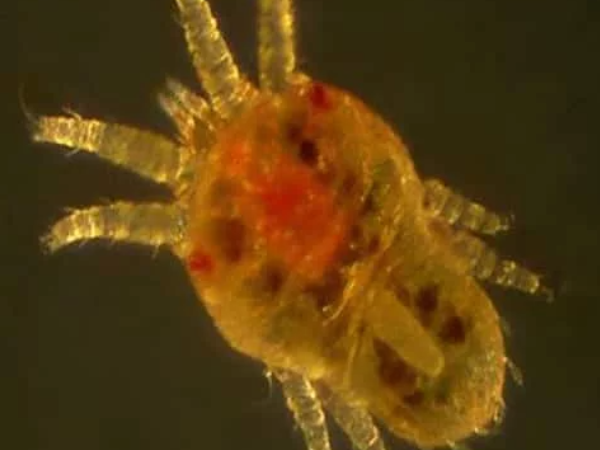 Паутинный клещ, вредитель комнатных растений. Скрин фото автора.