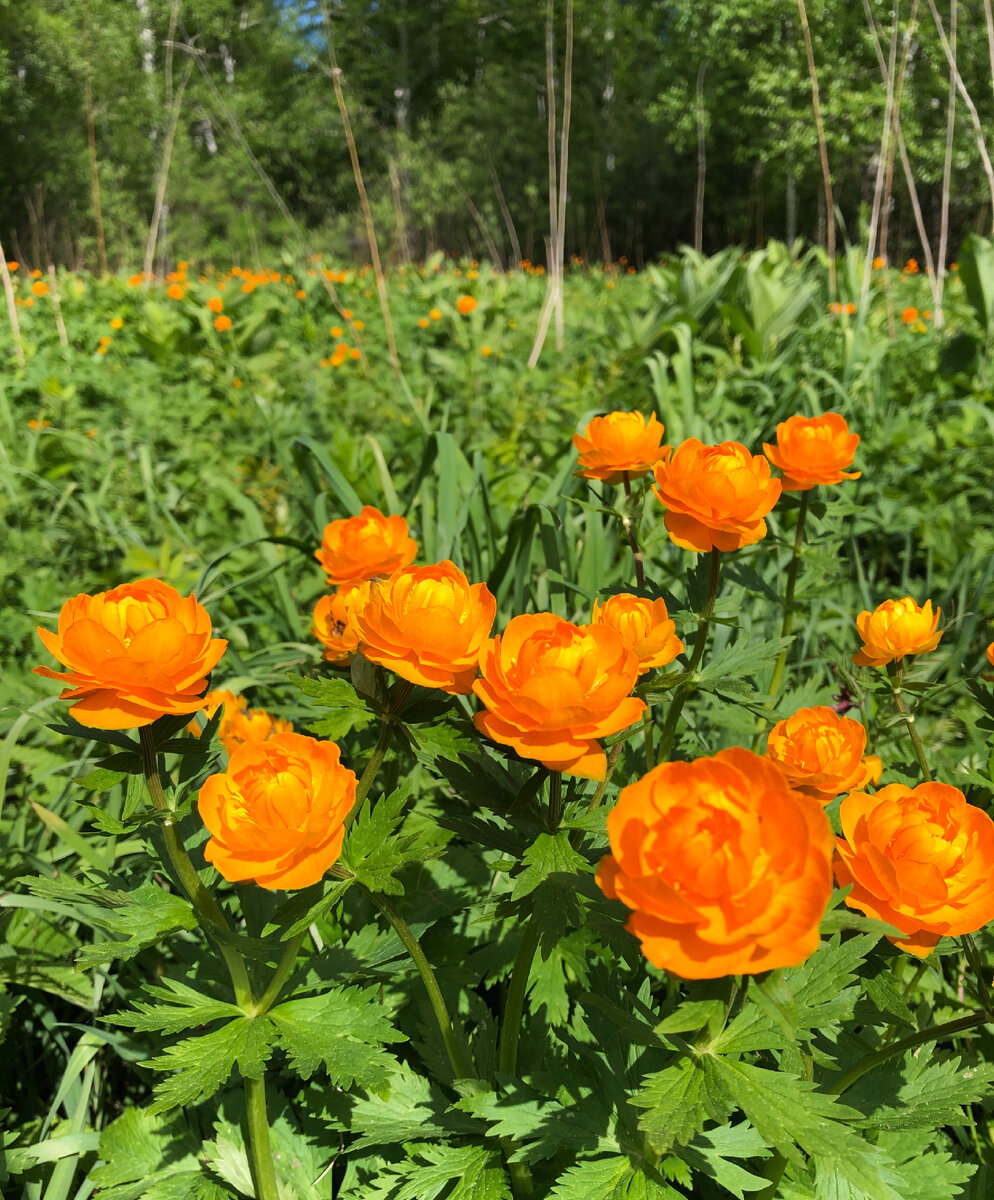 Огоньки. Фото автора