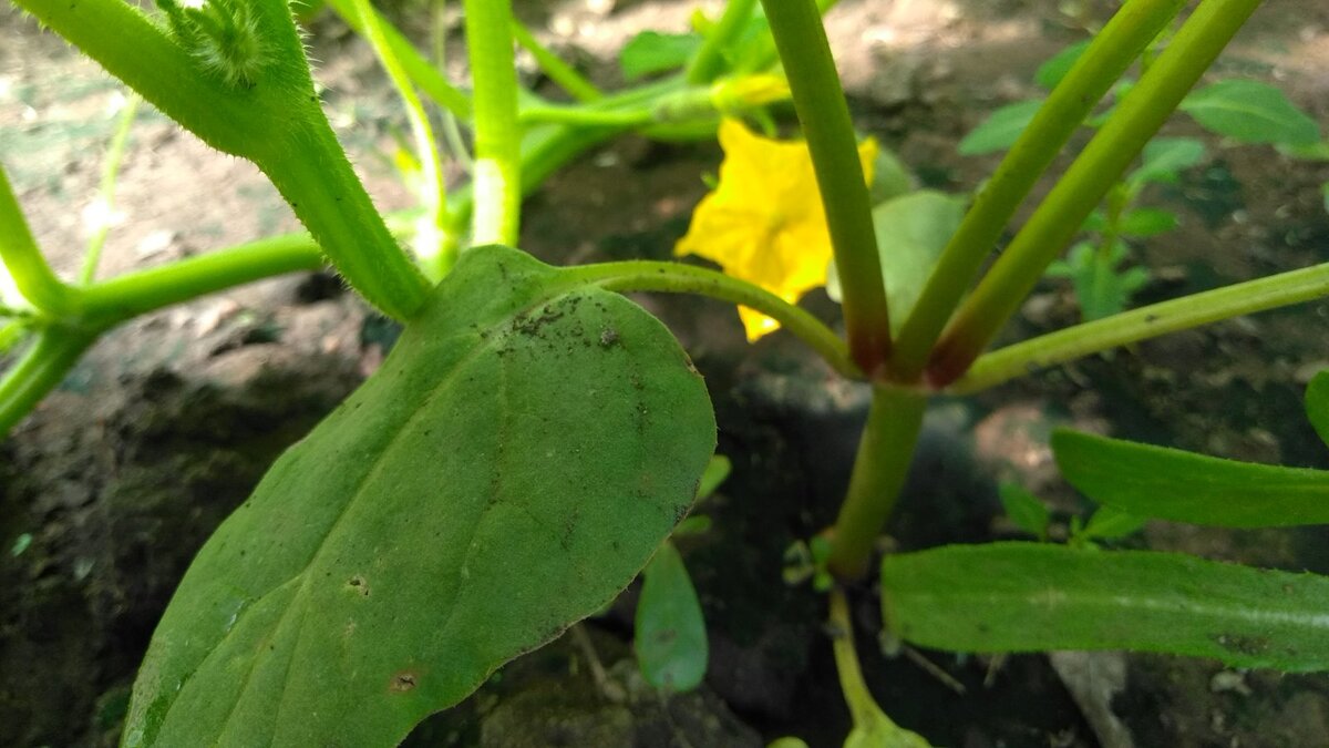 Наши луховичные огурчики уже цветут