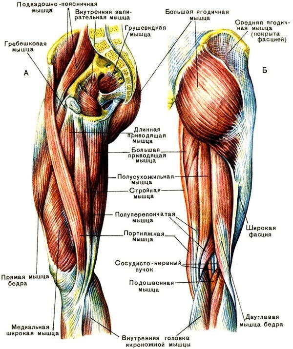 Мышцы ног картинки (48 фото)