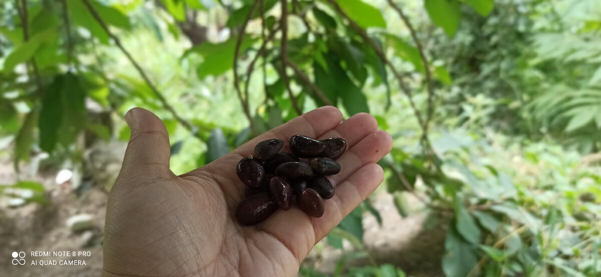 Готовые к отправке свежие семена азимины. Фото принадлежит автору.