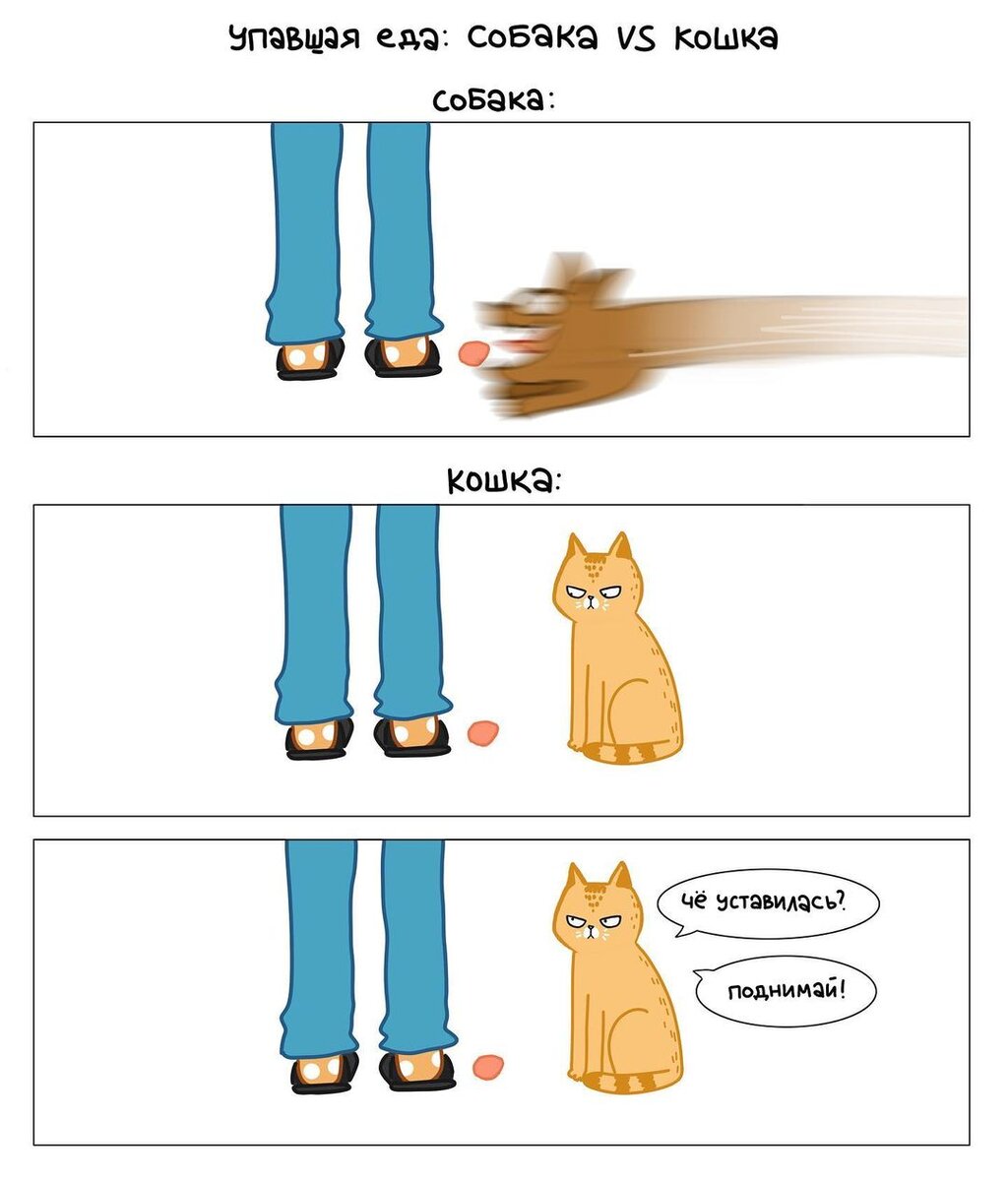 Котики не будут унижаться и есть вашу еду с пола, нет-нет 