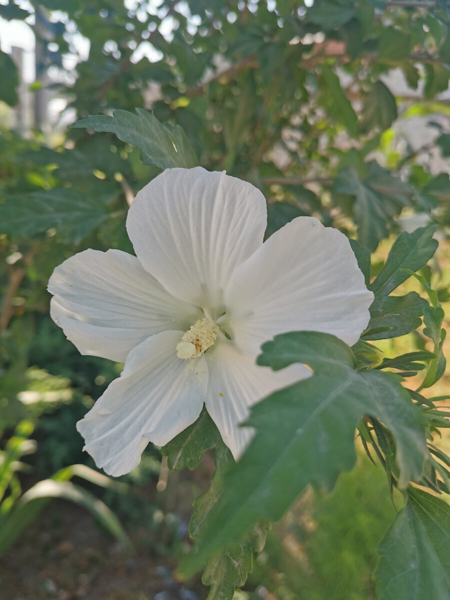 Белый гибискус.
