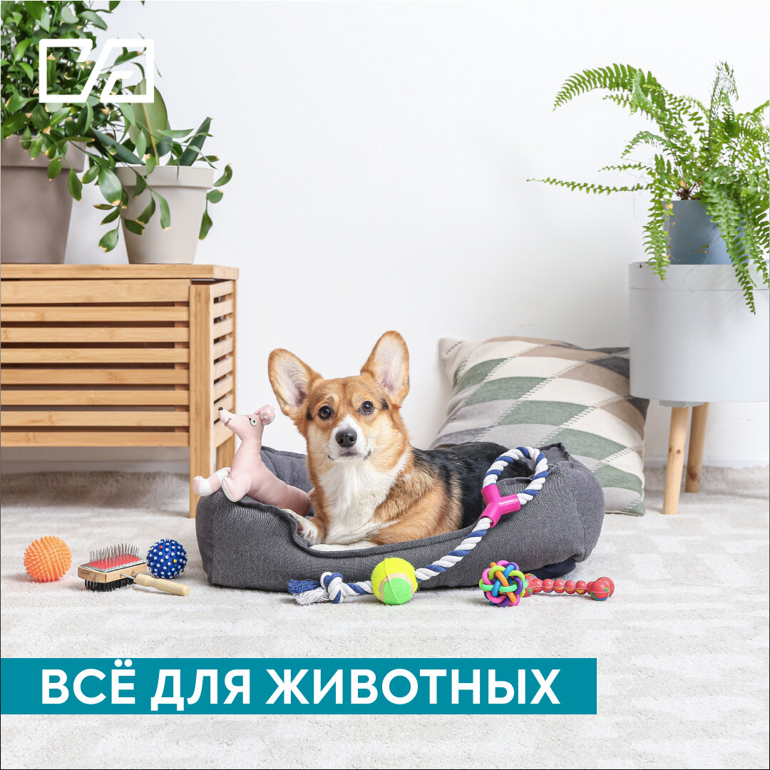 Корма, игрушки, одежда и аксессуары для домашних животных в ТК «Садовод» |  ТК Садовод | Дзен