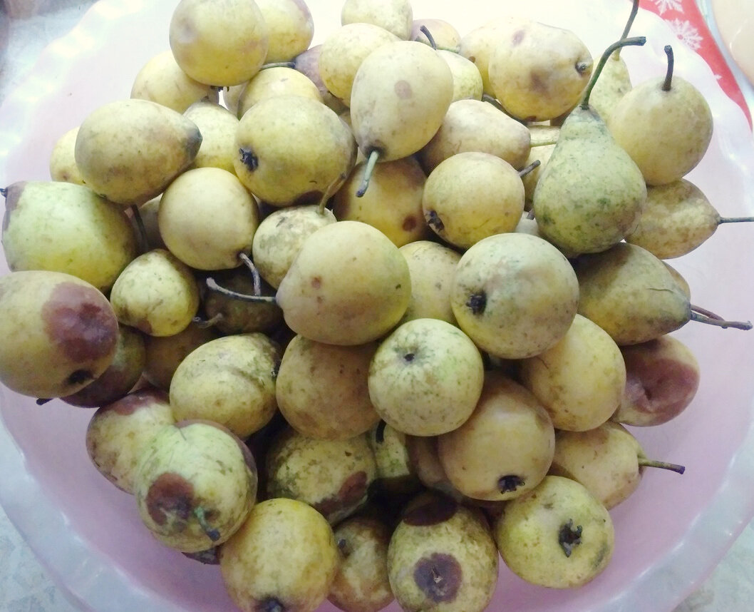 Из такого вида груши после чистки по массе осталось чуть больше половины.