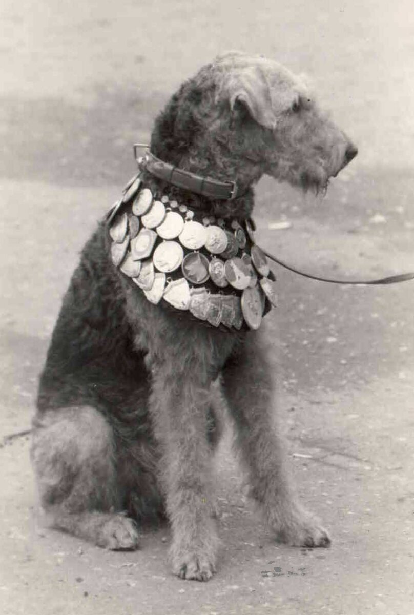 1978 Эрдельтерьер. г.Армавир, СССР. Airedale terrier, Terrie fi.pinterest.com