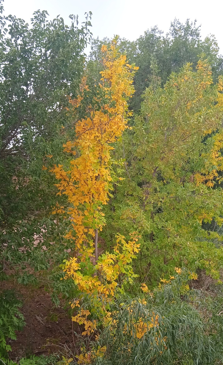 Фото, без эффектов 