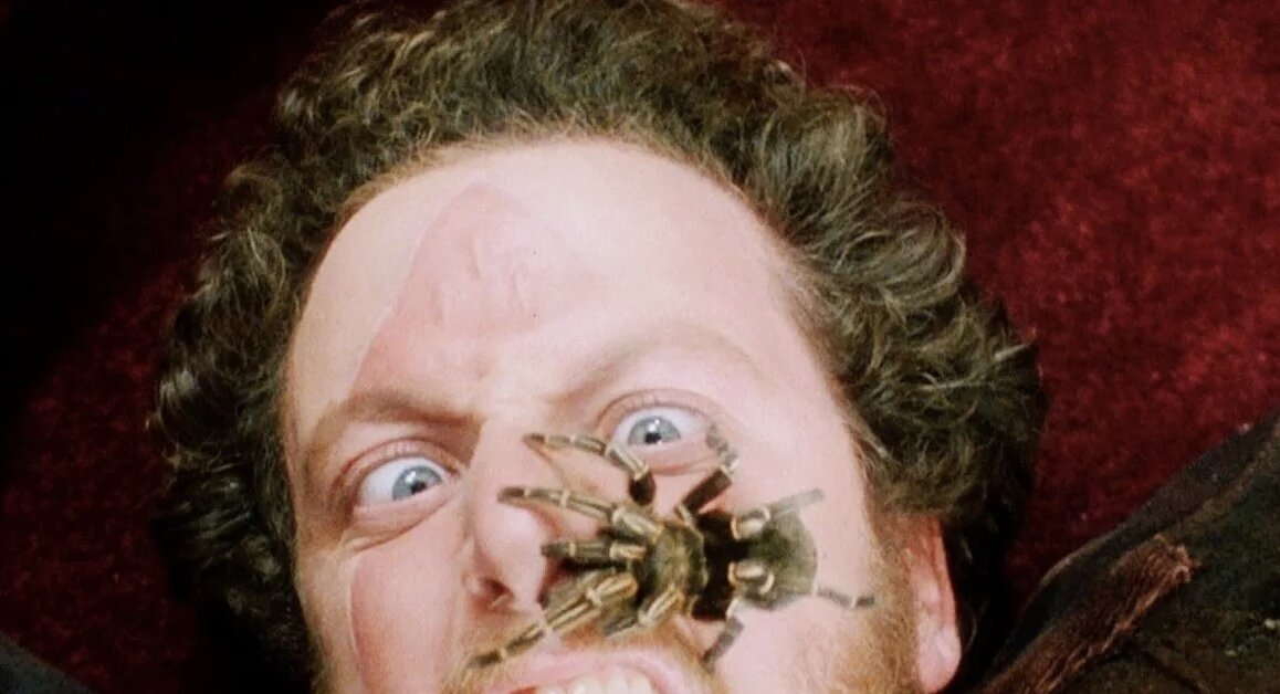 домовый паук tegenaria domestica. марв из один дома. «тарантул» (англ. 1 дома паук. тарантул паук из один дома.