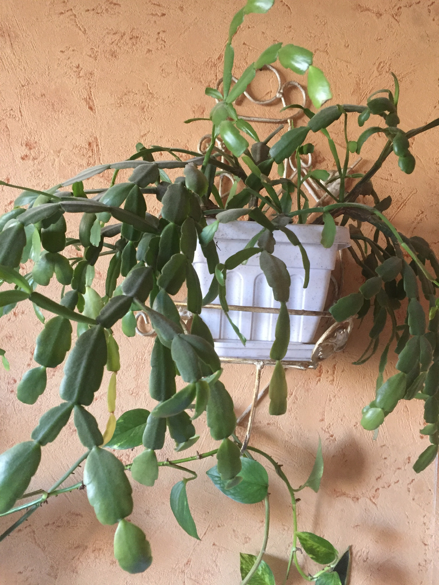 Это бабушкин цветок. Новые листики растит, бутонов пока нет. Но еще и не декабрь?)))