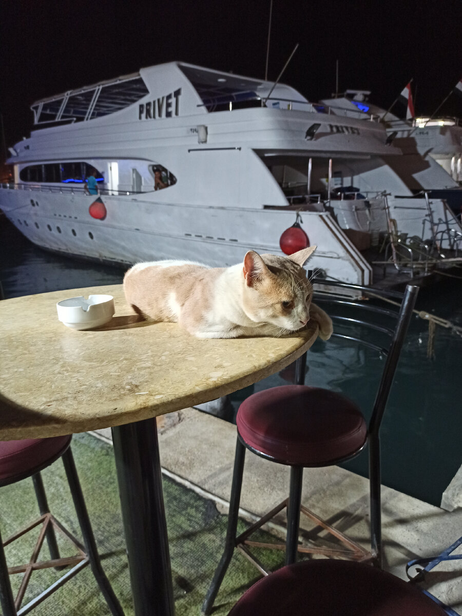 На рынок можно пройти через город, а можно через чистую и по-европейски стильную марину. На марине много котиков. 