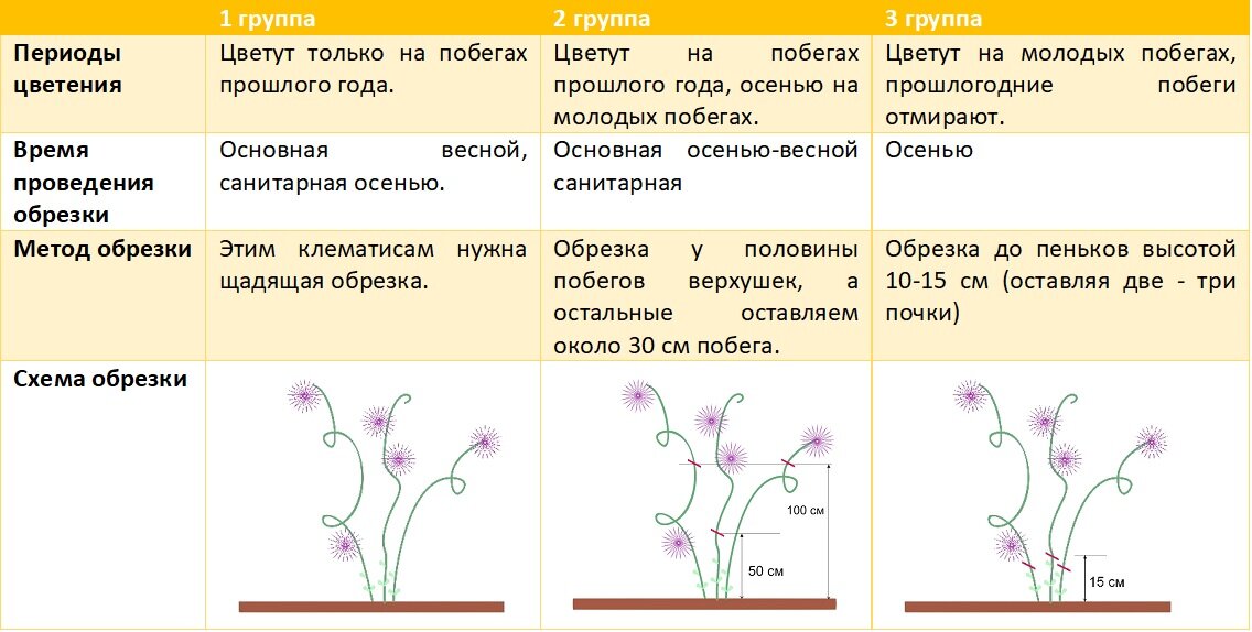 Группы обрезки клематисов описание