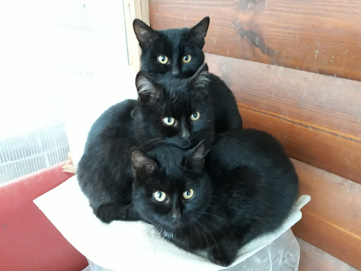 Эти кошки здесь вроде как и не к месту, но по сути тоже "развлекательная составляющая"