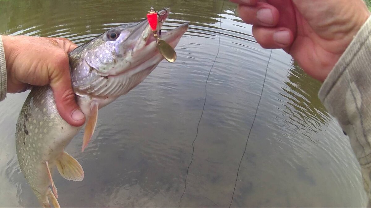 Фото с сайта: https://rybalka2.ru