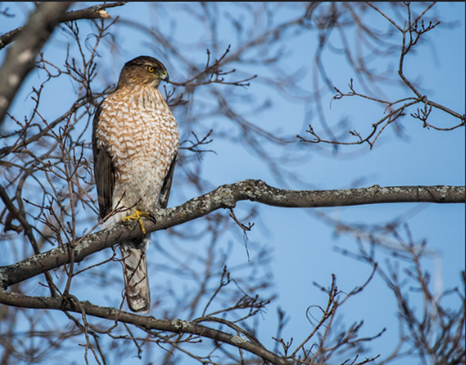 Ястреб  (flickr.com)