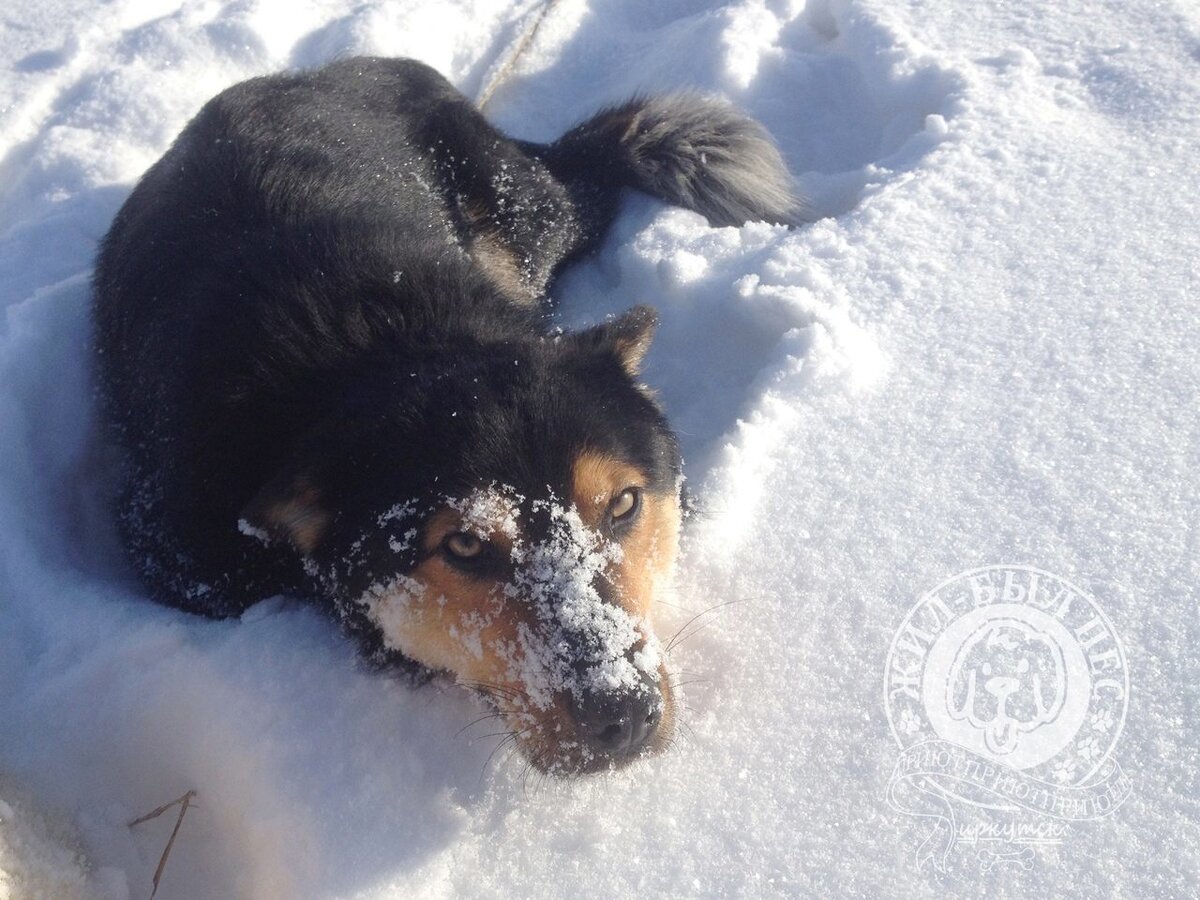 Фунтик обожает снег! 