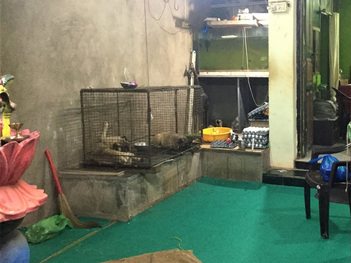 Мопсы проводят свою жизнь в клетках (фото автора)