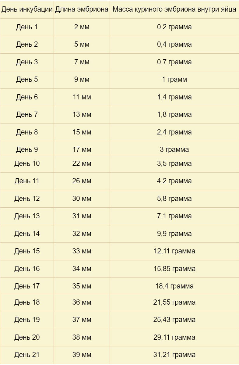 7 этапов инкубации бройлеров, таблица веса и роста эмбриона в яйце по дням  | Курочка | Дзен
