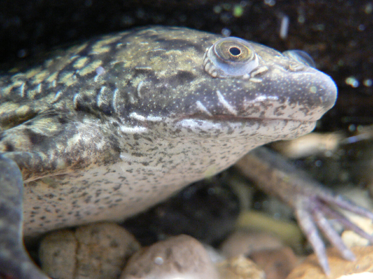 Лягушка Xenopus laevis