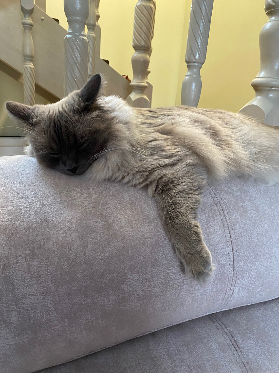 Наговаривают на бедного котика! 