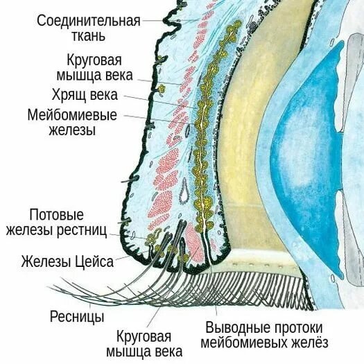 Анатомическое расположение желез века. 