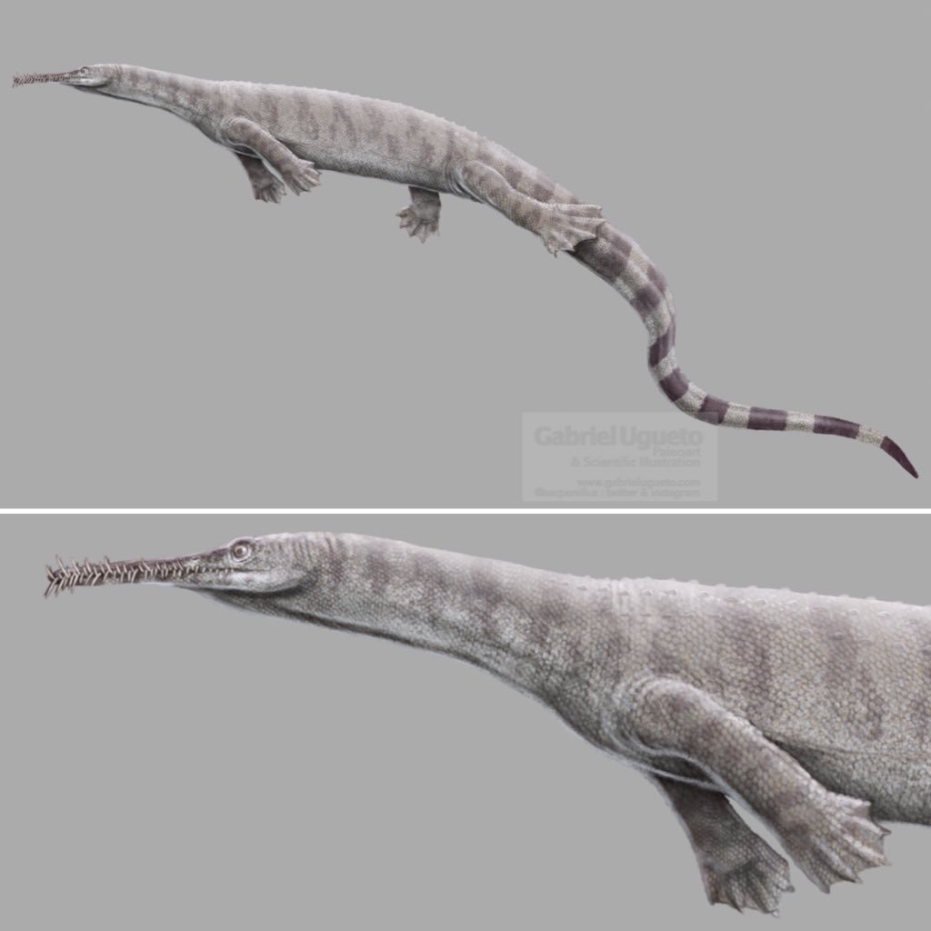 Ихтиозавры вторичноводные. Мезозавр окаменелости. Mesosaurus tenuidens. Мезозавр Пермского периода. Mosasaurus Gabriel Ugueto.