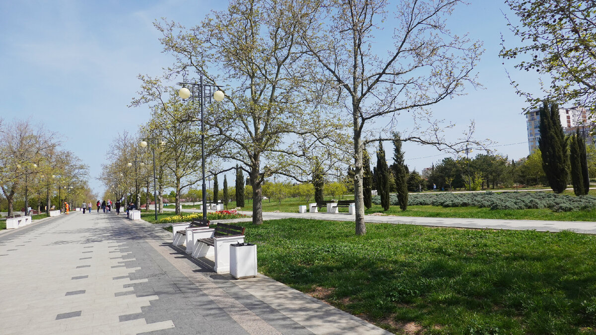 Сизое поле справа - "вырубленная лаванда"