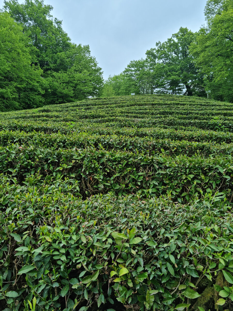 Чайная плантация