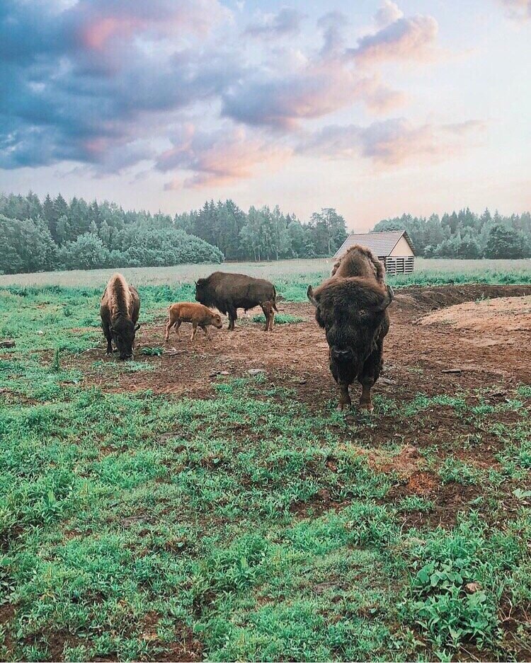 "Зубровник" 