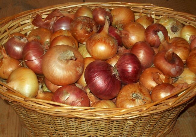 Хранение лука