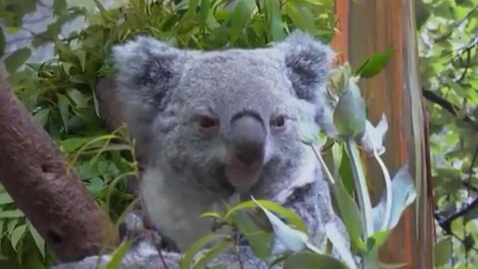     Экономическая война Запада оставила коал без эвкалипта Скриншот видео