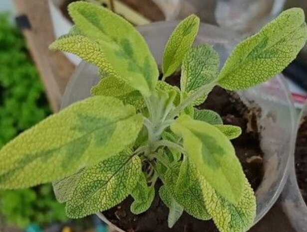 Сорт Icterina подарок подруги, вот такой маленький он был, до высадки в грунт- ранняя весна...личное фото