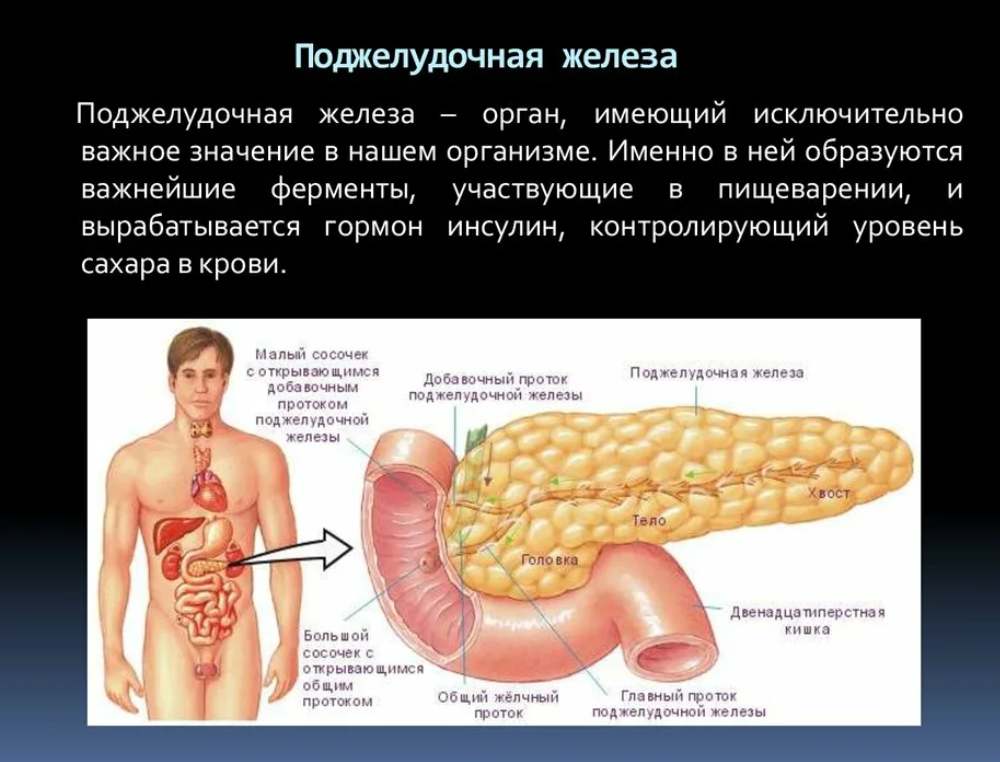 Фото поджелудочной железы