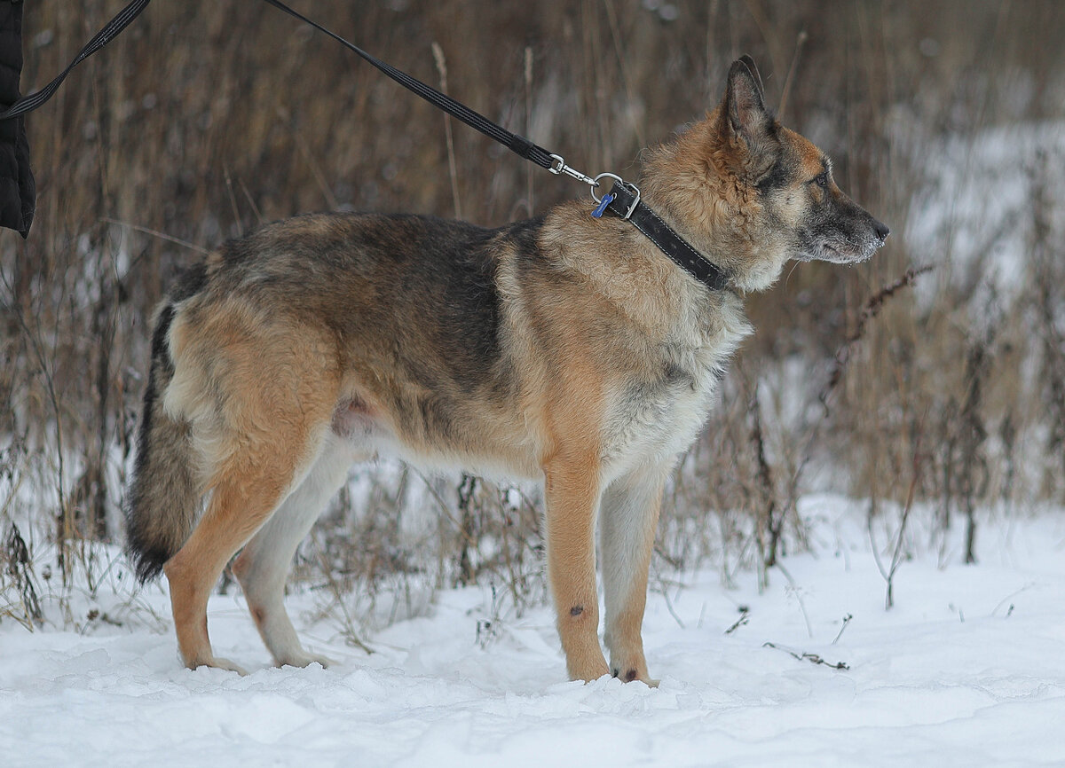 Волк провел 6 лет дома. И снова вернулся в приют... | Kotavra Волонтер ...