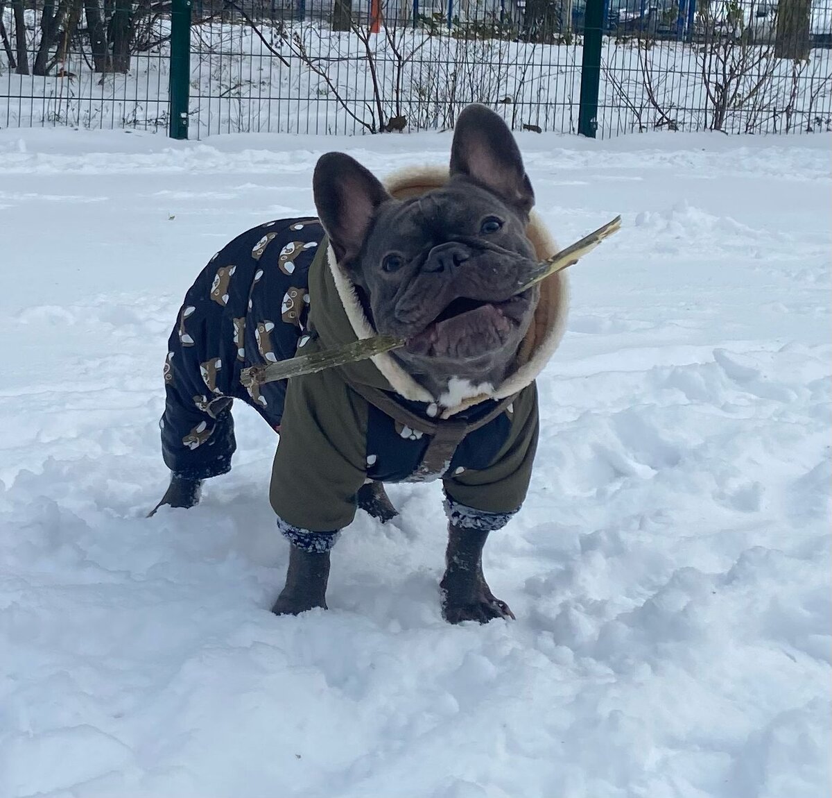 Знакомтесь, это Бруно!