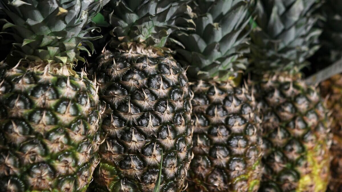    Ананасы© РИА Новости / Мария Девахина