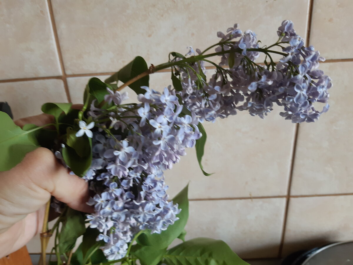 Удручающе... Только средняя ветка еще держится.