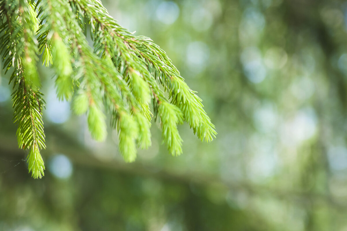 вот наша хвоя сегодня, примерно такую и собираем