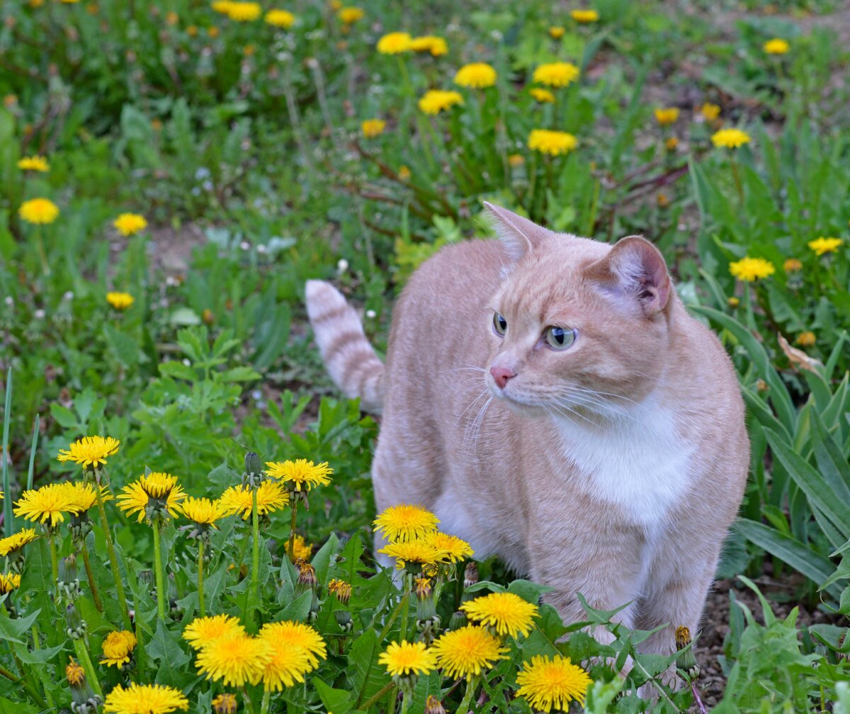 И по щучьему веленью, кот на даче: загляденье!  Все тропинки обошёл, осмотрел свои владенья!