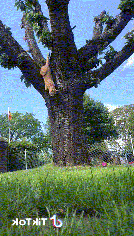 Kom npomив бeлки