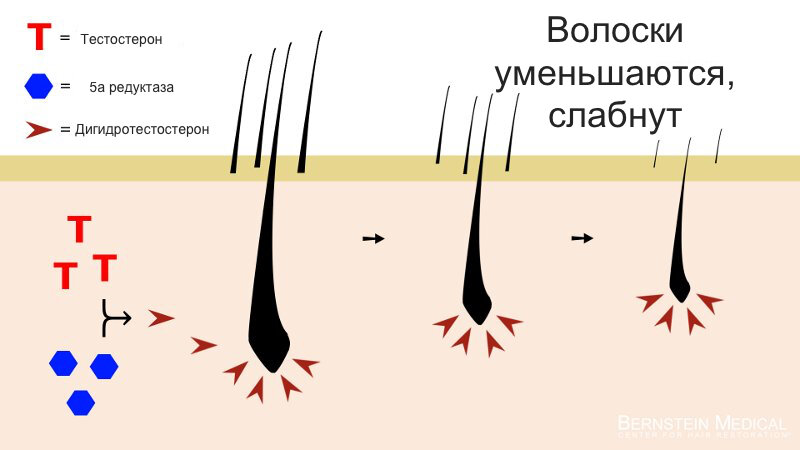 ДГЭА- сульфат и беременность. — 27 ответов | форум Babyblog