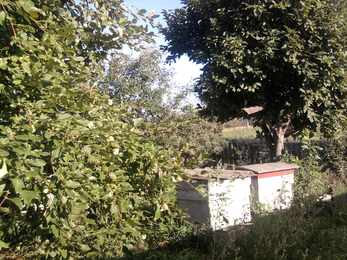 Первые улья