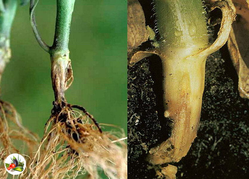Корневая гниль у огурцов в открытом грунте. Фузариум корневые гнили. Фузариозная корневая гниль. Прикорневая гниль огурцов. Фузариозная гниль пионов.