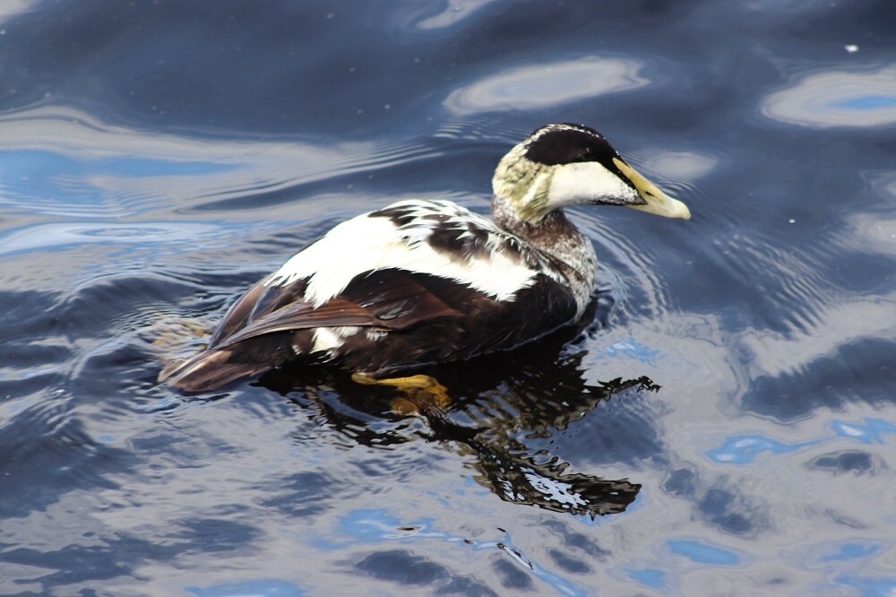 Гага обыкновенная (селезень)