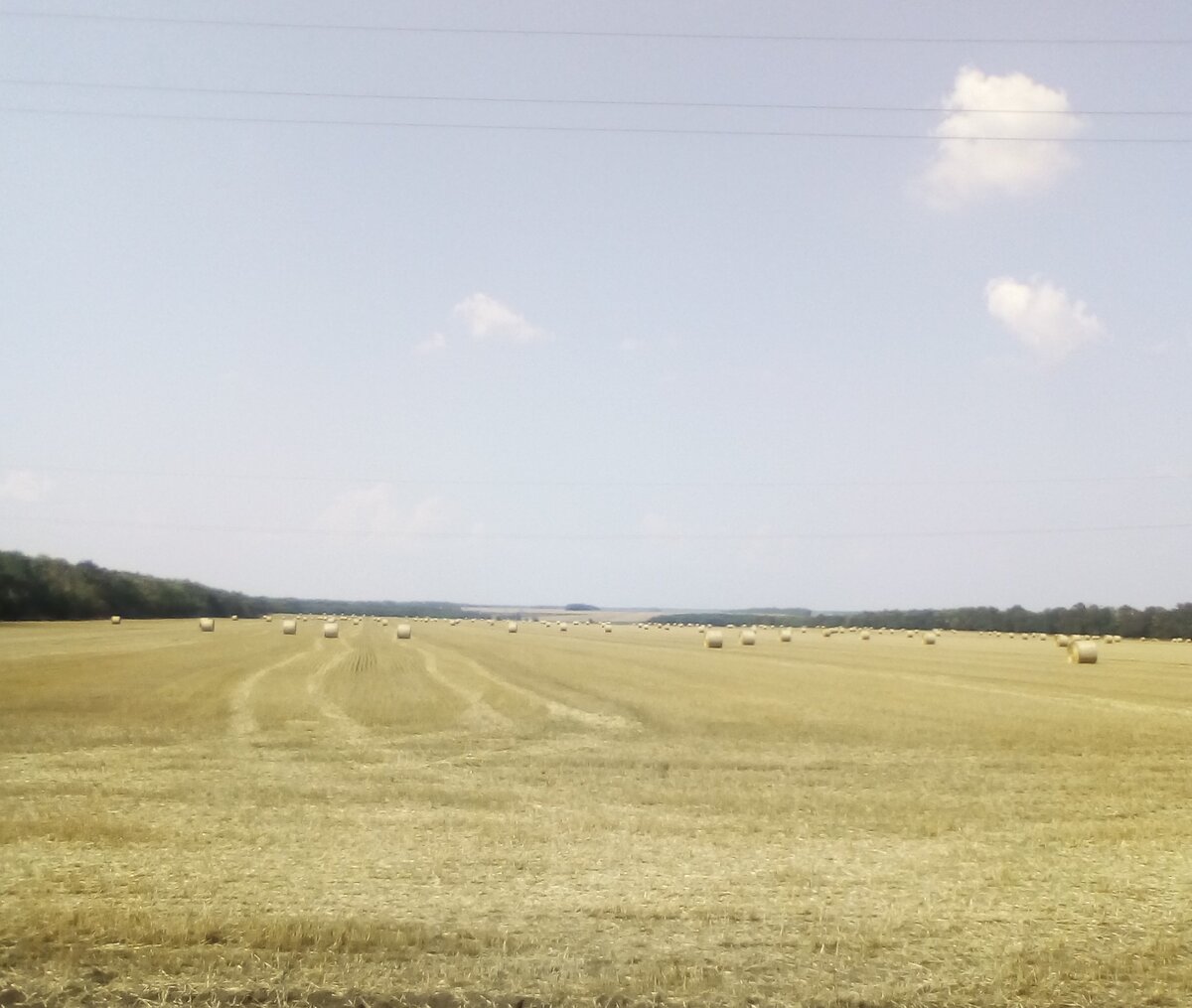 Рулоны соломы после уборки пшеницы.